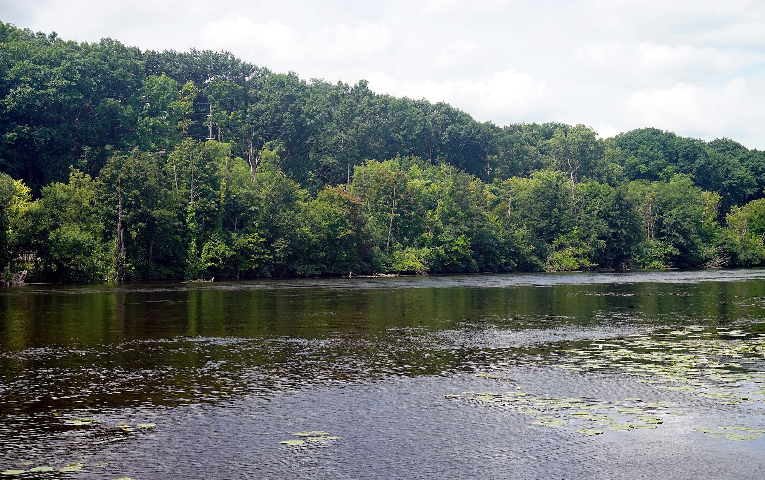 Huron River bank in Ann Arbor with green trees in the background.
